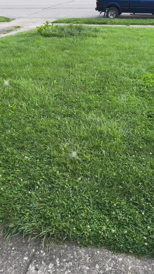 Goku & Chichi (DBZ) Mirror